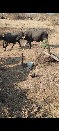 थंबनेल 3