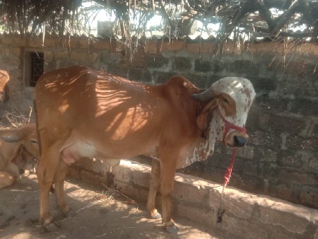 थंबनेल 2