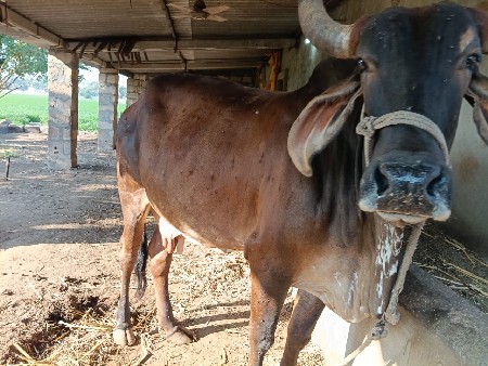ગાય   વેચવાની છે
