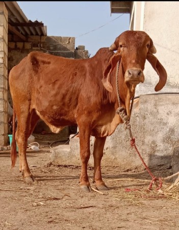 સૂવર્ણ કપીલા ગીર વાછડી