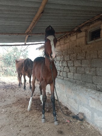 વશેરો વેસવાનો છે