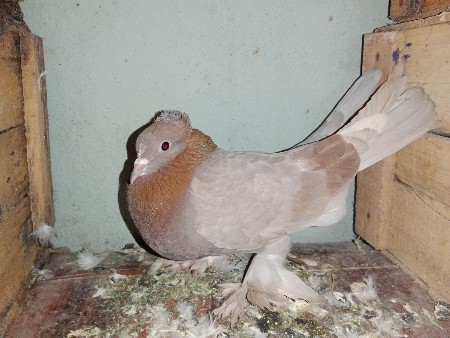 થંબનેલ 3