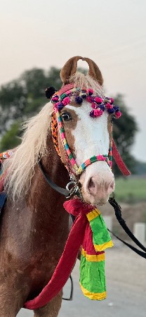 થંબનેલ 2