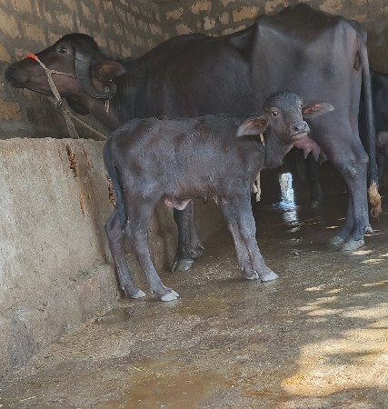 ખડૅલી વૅચવાની છૅ