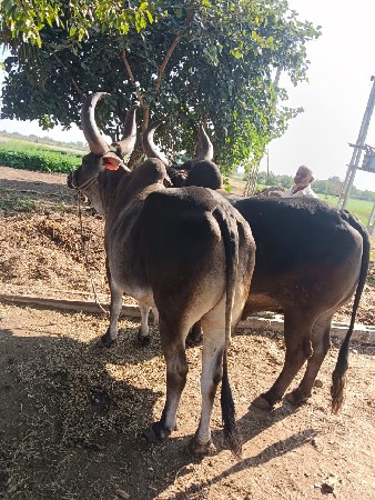 ગોઢલા વેચવાના છે