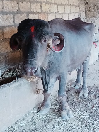 थंबनेल 2