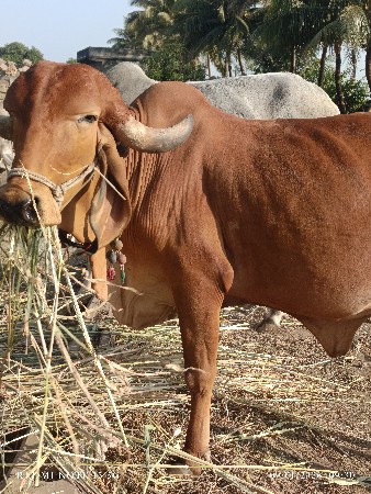 ગાય વેચવાની છે