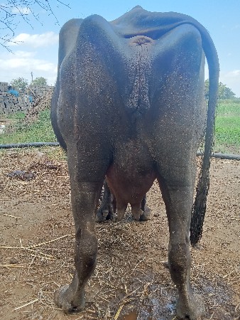 थंबनेल 2