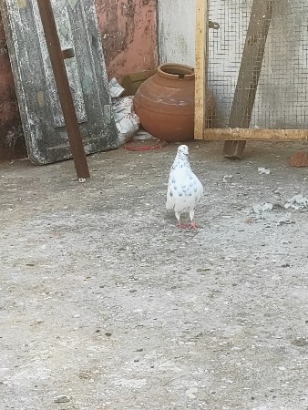 થંબનેલ 2