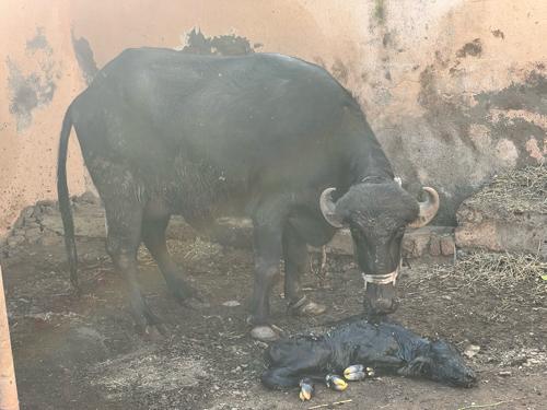 1 વેતર 
ઊચાય લબાયઈ પુરી