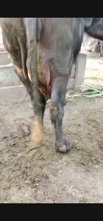 આ ખડેલિ વેચવાનિ છે