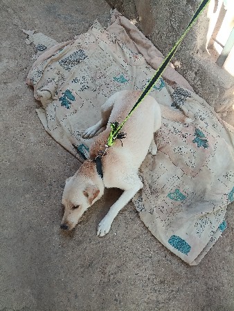 labra dog nu stkrvu se