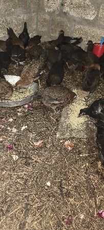 દેશી મૂરઘી