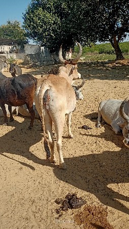 વેચવાની છે