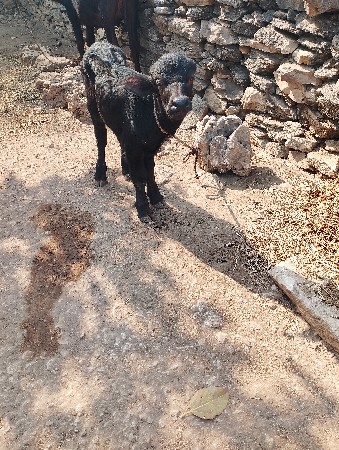 थंबनेल 3