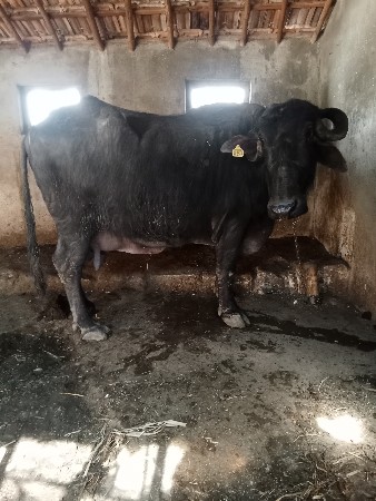 थंबनेल 3