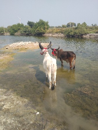 थंबनेल 2