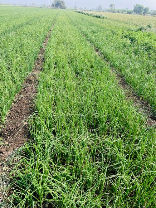 ડુગલીનો રોપ વેચવાનો છે