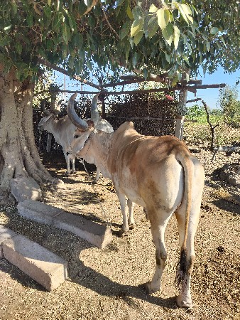 थंबनेल 2