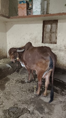 थंबनेल 2