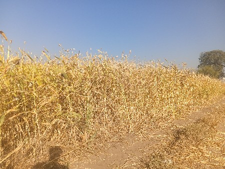 6 ફુટ ઊંચી