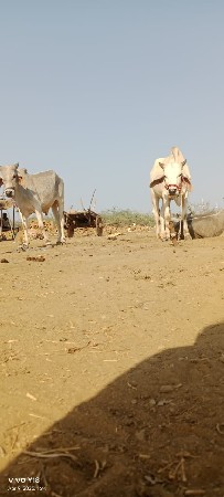 થંબનેલ 2