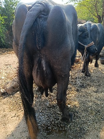 थंबनेल 3