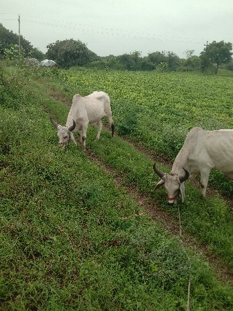 थंबनेल 3