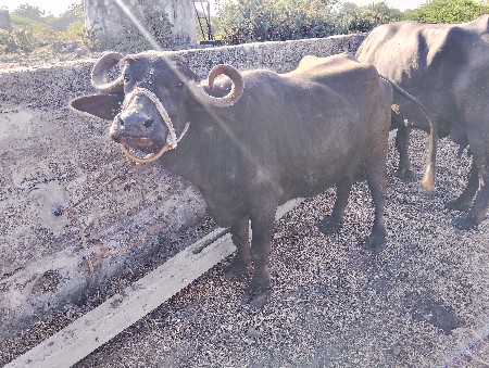 ભેંશ વેચવાની છે