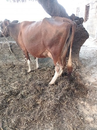 HF.ગાય વેચવાની છે