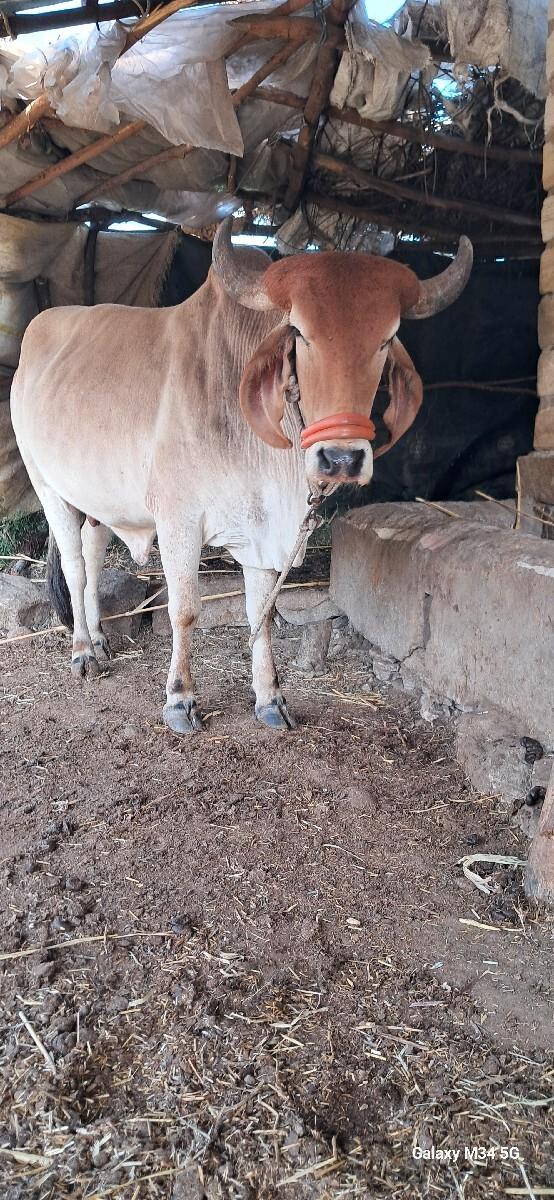 પેલુ  વેતર ઓડકી વેચવા ની છે