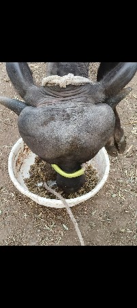 જાફરી પાડી