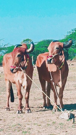 ત્રીજી દર મારવા બેસવાની ટોટલ જવાબદ