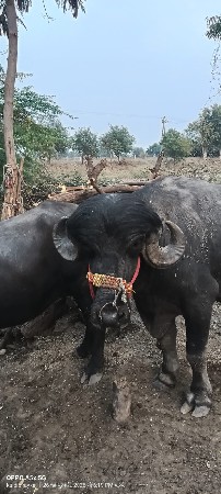 थंबनेल 3