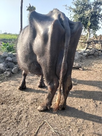 थंबनेल 3