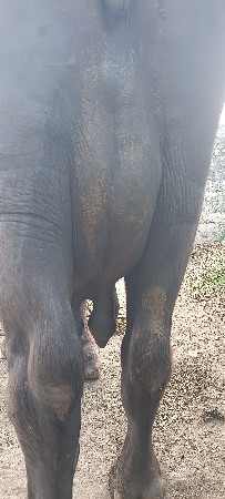 પાસ લીટર દૂધ