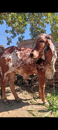 વેચવા ની
