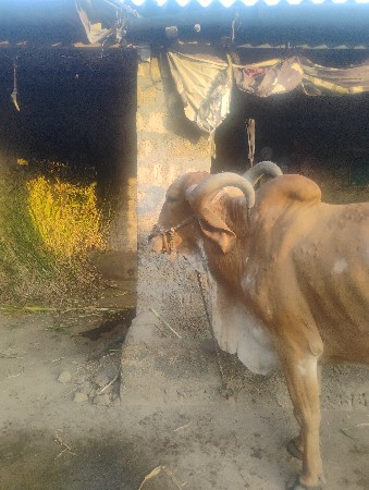 ભરધ વેસવાના સે