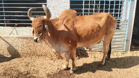 थंबनेल 2