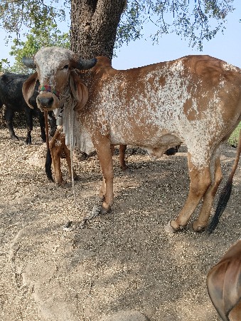 थंबनेल 3