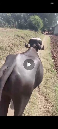 જાફરાબાદી ટોપલી ખડાય છે