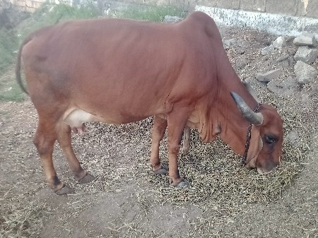 નાથાભાઈ