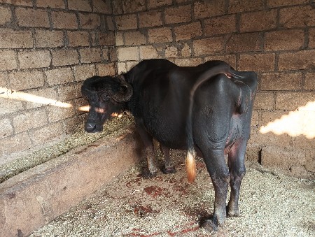 थंबनेल 2