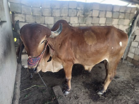 વાસડા વેસવાના સે