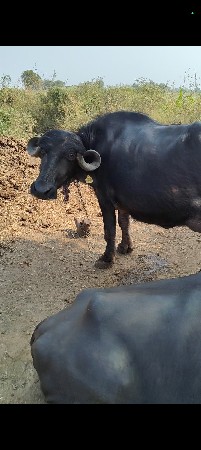 પેલુ વેતર પાડી