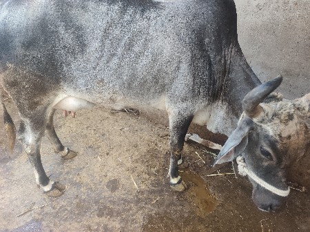 थंबनेल 3