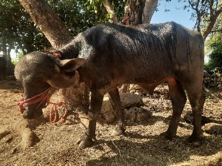 थंबनेल 3