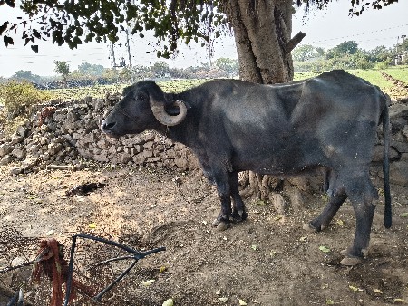 ભેંસ વેચવાની છે