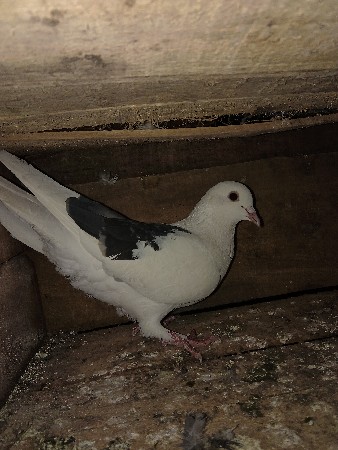 કબુતર વેસવાનાછે