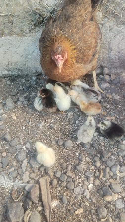 थंबनेल 2